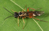 Taxonus pallicoxus