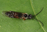 Hemitaxonus albidopictus