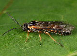 Strongylogaster impressata