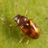 Toramus pulchellus