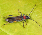 Blood-necked Longhorned Beetle - Callimoxys sanguinicollis