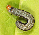 9933.1 - Sidus Sallow - Eupsilia sidus