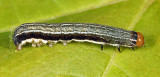 9933.1 - Sidus Sallow - Eupsilia sidus