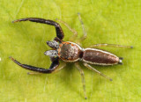 Jumping Spiders - Genus Hentzia
