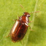 Eusphalerum convexum