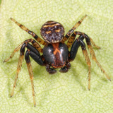 Xysticus fraternus (male)