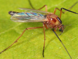 Chironomus ochreatus