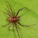 Xysticus ferox (male)