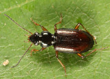 Bembidion semistriatum