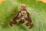 Goldenrod Gall Fly - Eurosta solidaginis