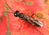 Taxonus rufocinctus