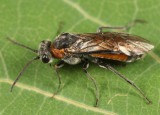 Dolerus tibialis conjugatus