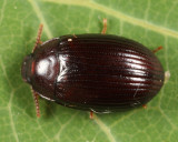 Platydema americanum