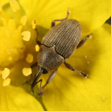 Geraeus picumnus