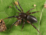 Drassyllus depressus (female)