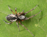 Mesh Web Weavers - Dictynidae