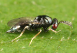 Tetrastichus sp.