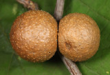 Galls parasitized by Eulophidae wasps