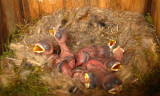 Black-capped Chickadee - Poecile atricapillus (chicks)