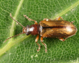 Ravenous Leaf Beetle - Orsodacne atra