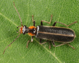 Podabrus intrusus