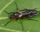 March flies - Bibionidae