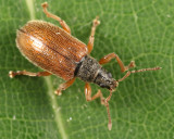 European Snout Beetle - Phyllobius oblongus