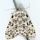 9065 - Leuconycta diphteroides