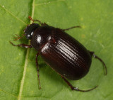 Serica georgiana