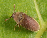 Trixagus carinicollis