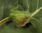Pemphigus populicaulis