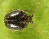 Caenocara sp.