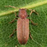 Eastern Deathwatch Beetle - Hemicoelus carinatus
