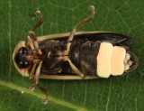 Photinus consanguineus