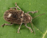 Hairy Leaf Beetle - Glyptoscelis pubescens