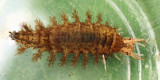Hydrochara sp. (larva)