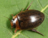 Rhantus wallisi