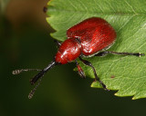 Rose Curculio - Merhynchites bicolor