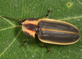 Pyractomena sp.