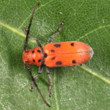 Red Milkweed Beetle - Tetraopes tetrophthalmus