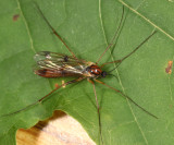 Leptomorphus bifasciatus