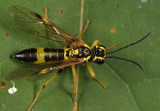 Tenthredo verticalis