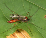 Leptomorphus bifasciatus