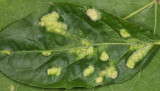 Aceria cephalanthi