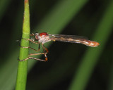Tipulogaster glabrata