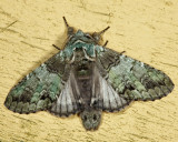 7975 - Mottled Prominent - Macrurocampa marthesia