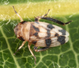 Leafhoppers genus Anoscopus