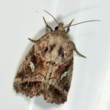 9434  Included Cordgrass Borer Moth  Photedes includens