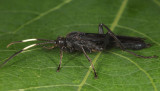 Coelichneumon viola