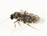 Culicoides villosipennis